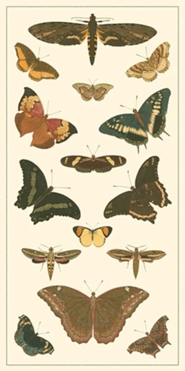 Picture of CRAMER BUTTERFLY PANEL II 