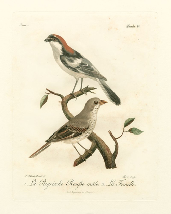 Picture of ANTIQUE FRENCH BIRDS II