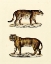 Picture of ANIMAL STUDIES II