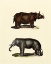 Picture of ANIMAL STUDIES IV