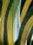 Picture of VARIEGATED AGAVE I