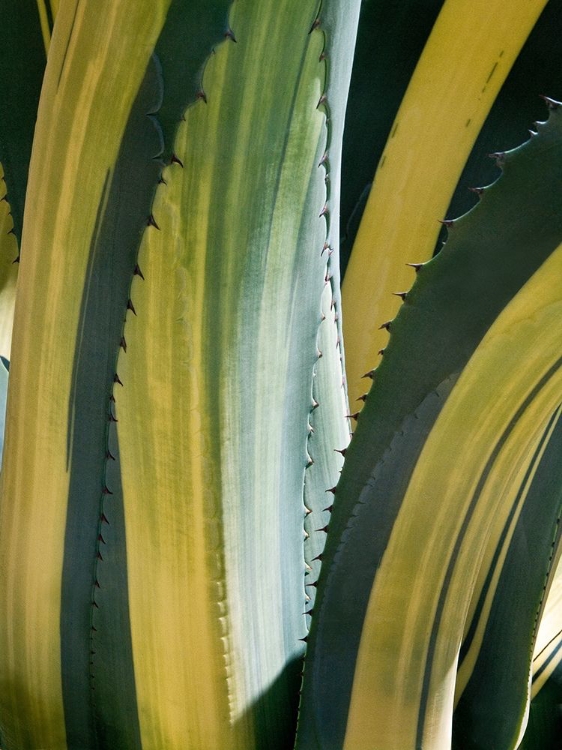 Picture of VARIEGATED AGAVE I