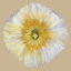 Picture of POPPY BLOSSOM II