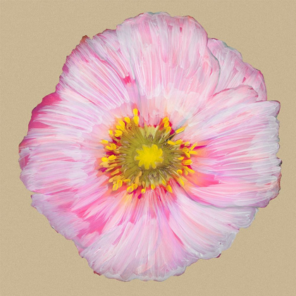 Picture of POPPY BLOSSOM III