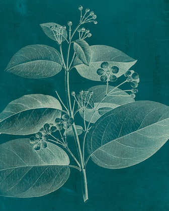 Picture of MODERN BOTANY II