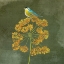 Picture of BIRDING COLLECTION E
