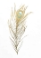 Picture of GOLD FOIL FEATHER I WITH HAND COLOR