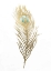 Picture of GOLD FOIL FEATHER II WITH HAND COLOR