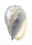 Picture of SILVER FOIL SHELL IV WITH HAND COLOR