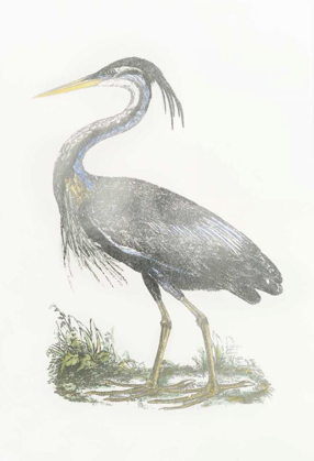 Picture of SILVER FOIL HERON II WITH HAND COLOR