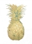 Picture of GOLD FOIL PINEAPPLE I WITH HAND COLOR