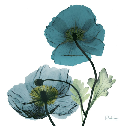 Picture of ICELAND POPPY W