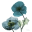 Picture of ICELAND POPPY W