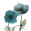 Picture of ICELAND POPPY W