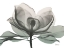 Picture of SAGE MAGNOLIA 1