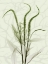 Picture of TONED GREENS 2