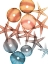Picture of JOLLY STARFISH 1