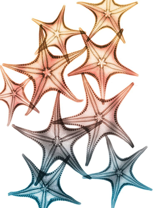 Picture of JOLLY STARFISH 2