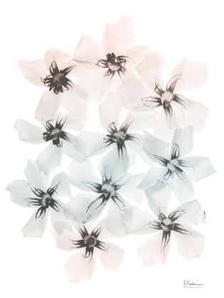 Picture of OLEANDER BLUSH FANTASY 1