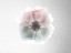 Picture of ROSE DREAMING 1