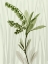 Picture of RADIANT GREENS 1