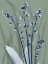 Picture of RADIANT BLUE SAGE 2
