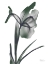 Picture of OMBRE JUNGLE IRIS 1