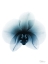 Picture of GLACIAL ORCHID 1 RC