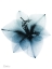 Picture of GLACIAL AMARYLLIS 1 RC