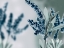 Picture of UNFOCUSED VISIONS 2