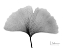 Picture of INVERTED GINKO 1