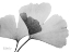 Picture of INVERTED GINKO 3