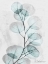 Picture of EUCALYPTUS GLOW 3