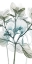 Picture of SEA BREEZE PLEASURES 1