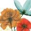 Picture of INSPIRED BUNCH 1