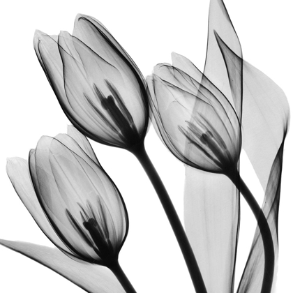 Picture of SPLENDID MONOTONE TULIPS