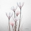 Picture of WHITE RAIN LILY 1