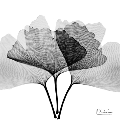 Picture of INVERTED GINKO 5