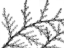 Picture of NATURAL REACH