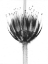 Picture of BOTANICAL CROWN