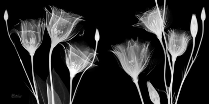 Picture of BW GENTIAN