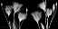Picture of BW GENTIAN