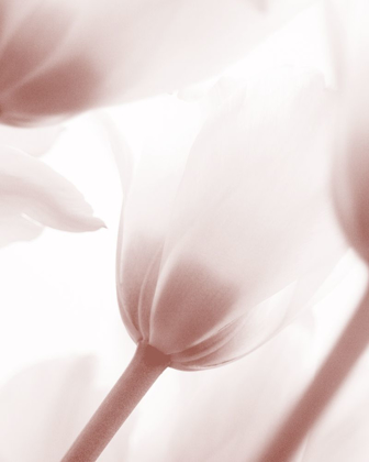 Picture of TULIP 1