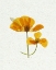 Picture of LITTLE 2