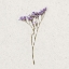 Picture of DAINTY PURPLE 3