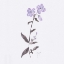 Picture of LAVENDER WILDFLOWERS II