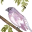 Picture of VIBRANT BIRD 2