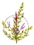 Picture of FLORAL PEACE