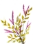 Picture of FREE FLORAL