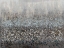 Picture of DRIP FIELD 1